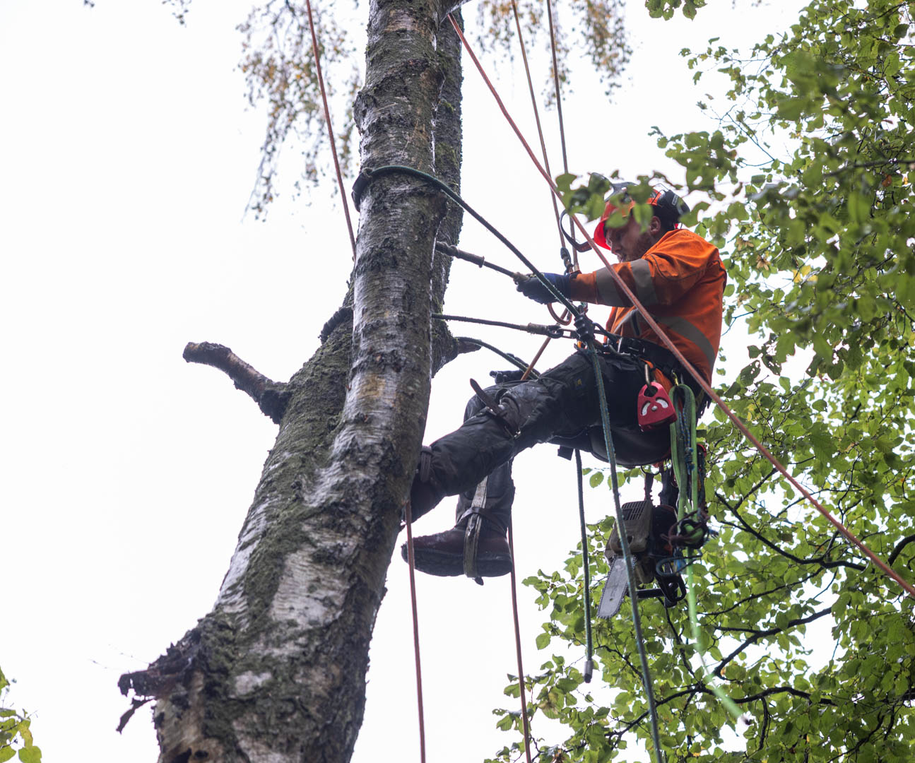 Ejerne af TreeCareFyn