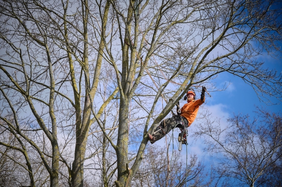 Topkapning af stort træ
